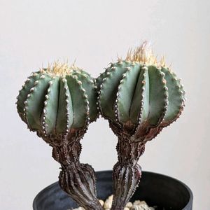 サボテン,ゲオヒントニア メキシカーナ,多肉植物,珍奇植物,ビザールプランツの画像