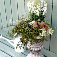 アンゲロニア,寄せ植え,可愛い,庭の花,癒しの画像