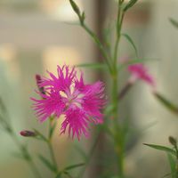 ナデシコ,撫子,なでしこ,お花,過去picの画像