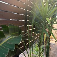 ストレリチア,ユッカ,ユッカエレファンティペス,観葉植物,ドライガーデンの画像
