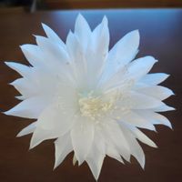 サボテン,金盛丸,花サボテン,金盛丸の花,多肉植物とサボテンの画像
