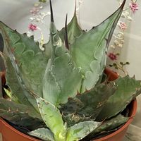 エリカ,ユーフォルビア マハラジャ,ユーフォルビア・カラキアス,エリカの花,多肉植物　マハラジャの画像