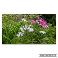 カワラナデシコ,祈り,今日のお花,前庭,お家園芸の画像