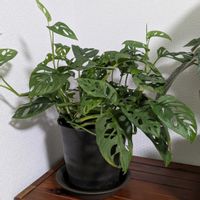 モンステラ,マドカズラ,観葉植物の画像