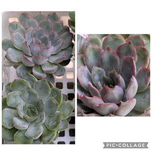 多肉植物,葉挿し,多肉寄せ植え,ドロサンテマム ,実生苗の画像