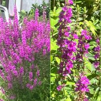 ニチニチソウ,ニチニチソウ,ミソハギ,ミソハギ,キバナコスモスの画像