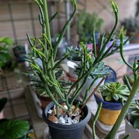 ユーフォルビア オンコクラータ,多肉植物,成長記録,多様性を愛する会,人に優しくの画像