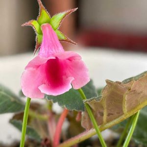  グロキシニア,軒下,花のある暮らし,沖縄,おうち園芸の画像