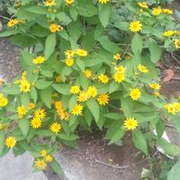 スイカ,ミソハギ,メランポジウム,夏の花,野菜の収穫の画像