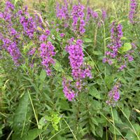 イチゴ,禊萩（みそはぎ）,ミソハギ（禊萩）,ミソハギ(精霊花),イチゴの花瓶の画像