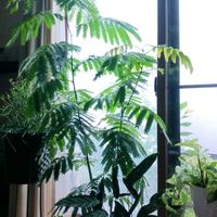 エバーフレッシュ,観葉植物,葉っぱ,マメ科,葉っぱ好きの画像