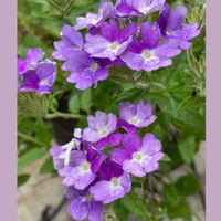 宿根バーベナ,花のある暮らし,お花大好き♡,お散歩ちゃんキーホルダー,がんに負けるな！の画像