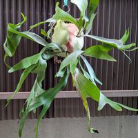 コウモリラン,コウモリラン・ビカクシダ,↓の画像