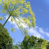 フェンネル,宿根草,ウイキョウ,ハーブ,黄色い花の画像
