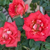 薔薇,寄植え,ハンギング,小さな庭,玄関アプローチの画像