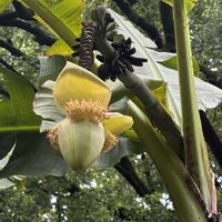 バナナ,バナナの木,公園散歩,お出かけ先の画像