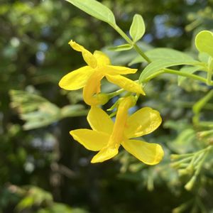 ネムノキ,キソケイ,キソケイ,ネムノキ(合歓木),花散歩の画像