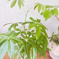 パキラ,実生 パキラ,観葉植物,リビング,グリーンは癒しの画像