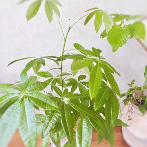 パキラ,実生 パキラ,観葉植物,リビング,グリーンは癒しの画像