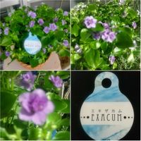エキザカム,東向ベランダの画像