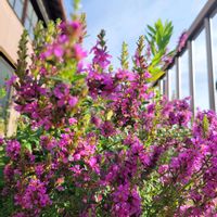 サルスベリ,サルスベリ,ミソハギ,ノブドウ,花のある暮らしの画像