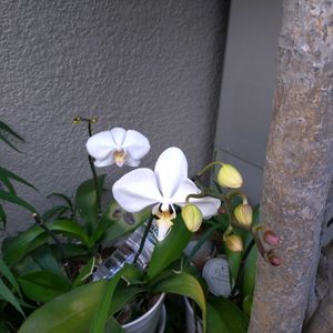 胡蝶蘭,露地栽培,胡蝶蘭の花,初めての胡蝶蘭の画像