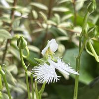 サギソウ,アラビアンジャスミン ジェイド,アラビアンジャスミン ジェイド,鉢植え,いい香りの画像