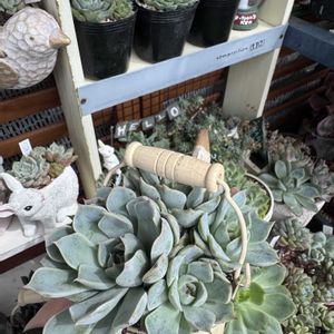 多肉,多肉植物,葉挿し,エケベリア属,ベランダガーデンの画像