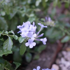 ルリマツリ,福岡,備忘録,癒し…,記録の画像
