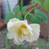 バラ,メドーセージ,サルビア・ガラニチカ,カルーナ・ガーデンガールズ,鉢植えの画像