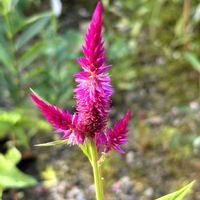 ケイトウ,ノコンギク,ヒャクニチソウ,ヒャクニチソウ,秋明菊  白の画像