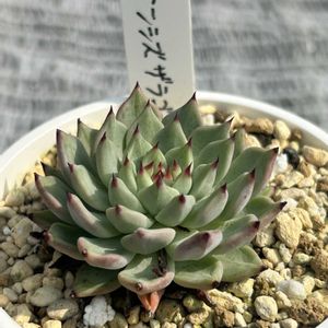 ガーデニング,ウッドデッキ,気持ちのいい朝,元気もんエケちゃん,元気もんアガベの画像