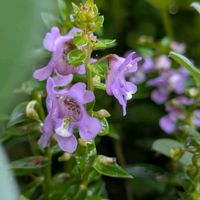 寄せ植え,ちっちゃいお花,紫のお花,おうちの庭,玄関アプローチの画像