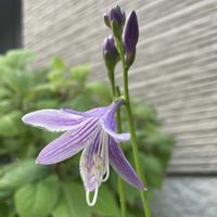 ミソハギ,ガクアジサイ,コバギボウシ,山野草,花のある暮らしの画像