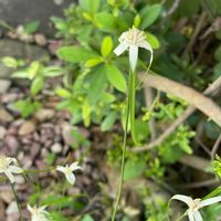 アザレア,トレニア,シラサギカヤツリ,シラサギカヤツリ,花のある暮らしの画像