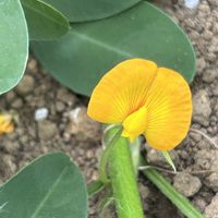 落花生,落花生,黄色い花,初めましてのお花,板橋区赤塚植物園の画像