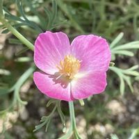 ハナビシソウの画像