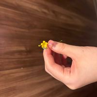 カタバミの画像