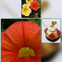 イチゴ,ミリオンベル  オレンジ,ミリオンベル  オレンジ,ミリオンベル  バナナ&オレンジ,小さな花壇の画像
