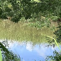 クローバー,丸葉露草,土曜はお空の発表会,水溜りの空の画像
