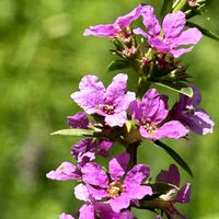クフェア,ミソハギ,クサミソハギ,盆花,似ている花の画像