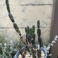サボテン,墨こけし,多肉植物,珍奇植物,多肉女子の画像