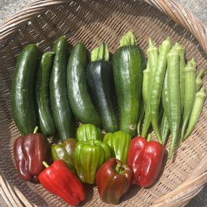 オクラ,キュウリ,ピーマン,ズッキーニ,夏野菜の画像