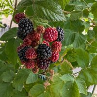 ブラックベリー,去年食べたスイカですの画像