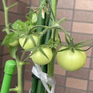 グリーン,マンション,ベランダの画像