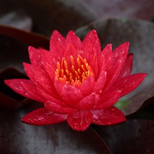睡蓮,熱帯スイレン,夜咲き睡蓮,ロングウッド・オオオニハス,耐寒性睡蓮オイルペインディングの画像