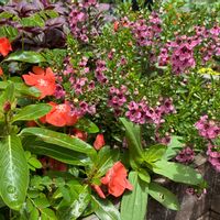 ニチニチソウ,寄せ植え,プランター,一年草,真夏の画像