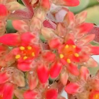 神刀,神刀,宮城県,我ら宮城県民,ベランダの画像