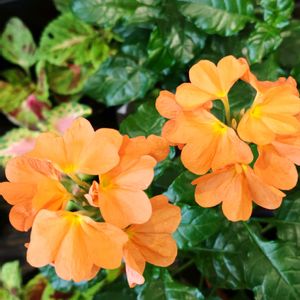クロサンドラ かがり火,花散歩,花のある暮らし,植物のある暮らし,植中毒の画像