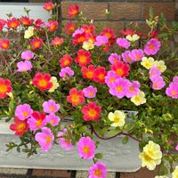 ポーチュラカ,赤い花,スベリヒユ科,プランター,多年草の画像